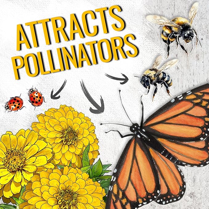 Seed Needs Zinnia Seeds for Planting Canary Bird Yellow Zinnias - Heirloom & Open Pollinated Annual Cut Flowers for a Butterfly Garden (1 Pack)