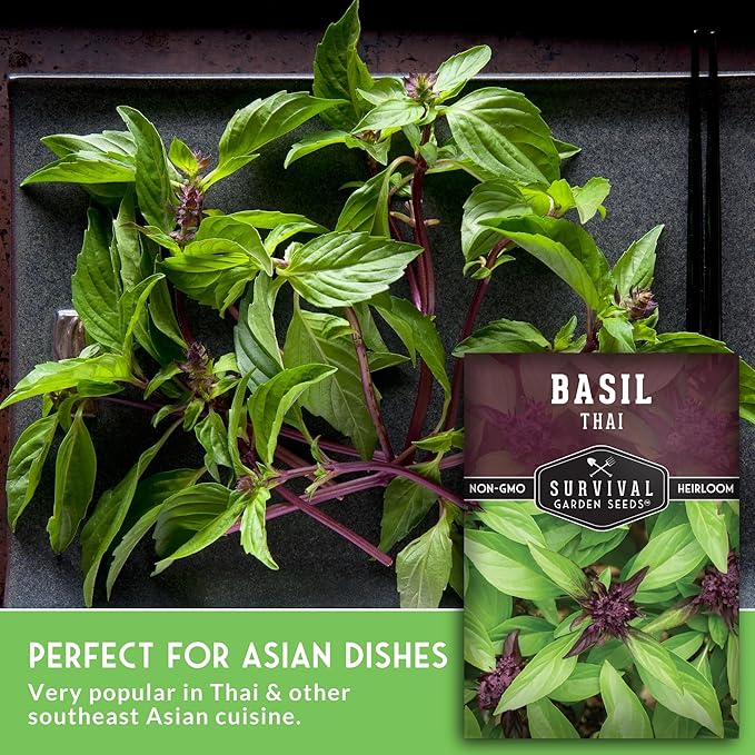 Thai Basil Seeds for Planting – Sweet Thai Basil with Anise Flavor for Asian Cooking – Heirloom Non-GMO Herb Seed for Indoor or Outdoor Gardens – Survival Garden Seeds (2 Pack)