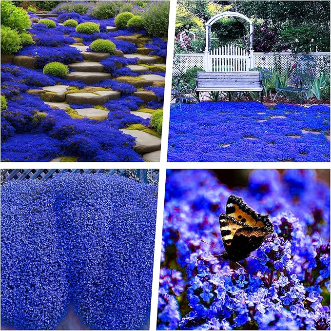 18000+ Creeping Thyme Ground Cover Seeds for Planting Outdoor-Thymus Serpyllum Herb Plants Garden Plant in Your Garden Paths Landscaping Hardy Drought Tolerant Heirloom Open-Pollinated