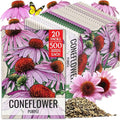 Seed Needs Coneflower Seeds for Planting Purple Echinacea Coneflowers - Heirloom & Open Pollinated Perennial Medicinal Flower - Perfect Wildflowers for a Butterfly Garden (20 Packs)