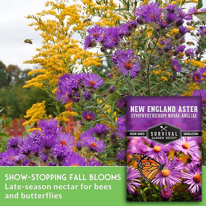 Survival Garden Seeds - New England Aster Seeds for Planting | Native Purple Perennial Wildflower | Butterfly Magnet | 1 Pack