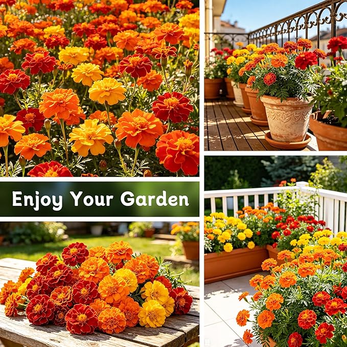 LUOJIBIE Marigold Seeds, 6,000+ Marigold Seeds for Planting Outdoor & Indoor, Flower Seeds Bulk for Gardening and Home, Non-GMO Heirloom, Easy to Grow