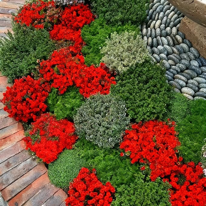Mix Creeping Thyme Ground Cover Flower Seeds for Planting, 20000+pcs Perennial Creeping Wild Thymus Seeds, Non-GMO Heirloom Wild Thymus Serpyllum Flower Plants for Home Garden Outdoors