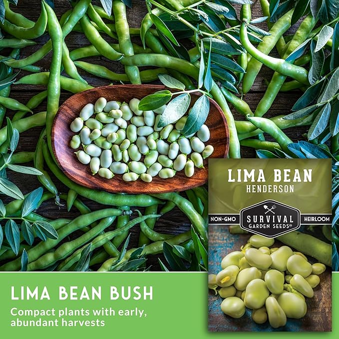Lima Bean Seeds for Planting – Henderson Butter Bean Seeds for Gardens & Classroom Science Projects, Easy to Grow Non-GMO Heirloom Variety - Survival Garden Seeds (2 Packs)
