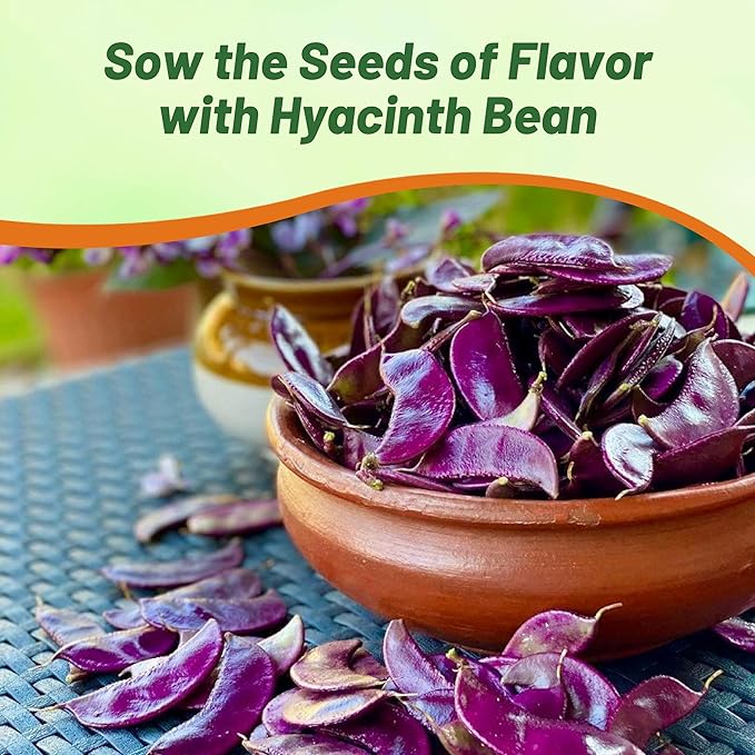 Outsidepride Red Lablab Hyacinth Bean Vine Seeds - 200 Pcs Perennial, Fast Growing Vegetable Seeds for Planting with Fragrant Foliage for Garden & Edible Flower and Pods for Culinary Uses