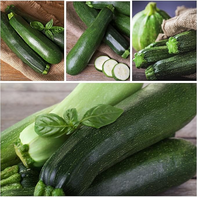 Seed Needs Zucchini Seeds for Planting Black Beauty Summer Squash - Non-GMO, Heirloom & Untreated - Prolific Yields of Delicious Zucchinis in a Home Grown Outdoor Vegetable Garden (5 Packs)