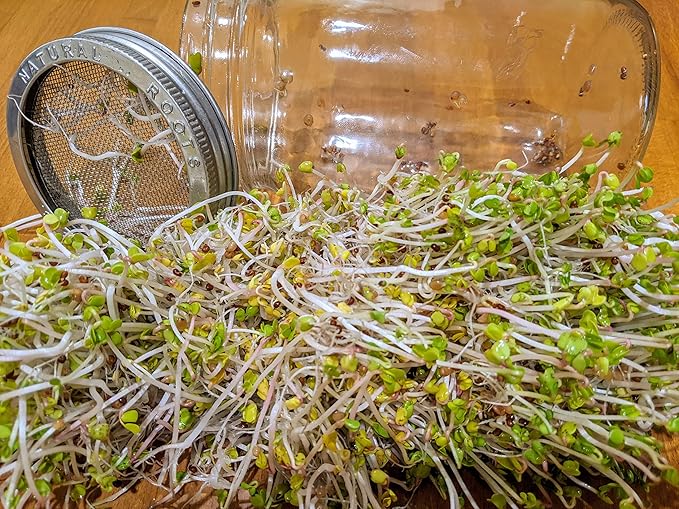 Sprouting Jar with Variety Pack Sprouting Seeds Kit Non-GMO. Pack of 5 premeasured Seeds for 32oz Jars. Includes 1 Packs of: Broccoli, Alfalfa, Radish, Mung Beans & Salad Mix