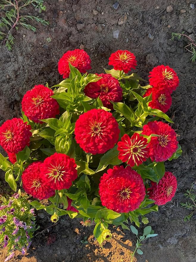 1000 Mixed 𝗨𝗦𝗔 𝗣𝗥𝗘𝗠𝗜𝗨𝗠 Zinnia Seeds - Non-GMO Heirloom Flower Seed | Large Blooms & Easy to Grow, Multi-Colors | Ideal for Pollinator Gardens, Borders & Containers