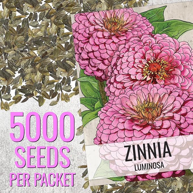 Seed Needs Zinnia Seeds Luminosa Pink Variety Fast Blooming | 5,000+ Heirloom & Open Pollinated Seeds | Annual Cut Flowers Large Blooming | Bulk