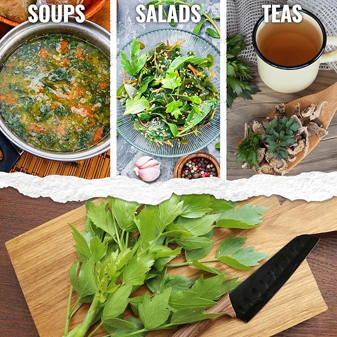 Seed Needs Lovage Seeds for Planting - Non-GMO Heirloom & Untreated Herbs to Plant a Medicinal/Culinary Home Grown Herb Garden Indoors or Outdoors (1 Pack)