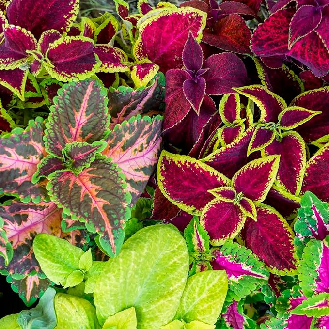 Seed Needs Coleus Seeds for Planting Rainbow Painted Nettle - Heirloom & Open Pollinated Mixed Flower Seed to Grow an Outdoor Butterfly Garden to Attract Pollinators (1 Pack)