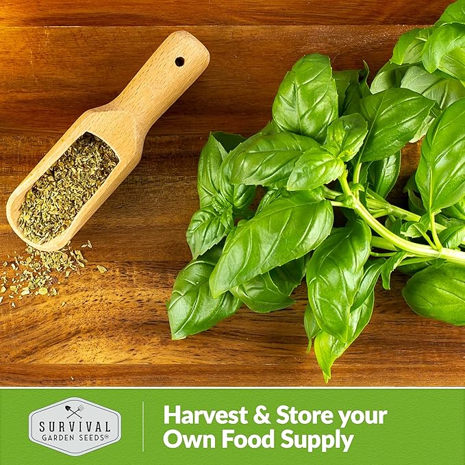 Survival Garden Seeds Culinary Basil Seed Mix -3 Seed Packs with Instructions to Plant & Grow Genovese, Lemon, Lime, Opal & Thai Basil in Your Home Vegetable Garden - Non-GMO Heirloom Varieties