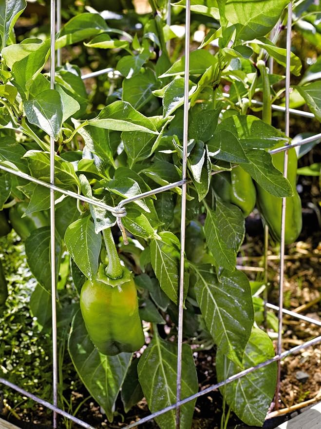 Gardener's Supply Company Pepper and Eggplant Cages Plant Stand | Heavy Gauge Sturdy Garden Plants Support for Eggplants Peppers and Other Climbing Plants | No Assembly Needed | Red 24" H (Set of 3)