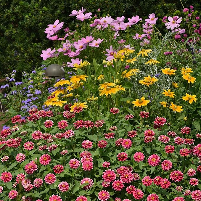 Eden Brothers Zinnia Seeds - Zahara Double Raspberry Ripple, Non-GMO Seeds for Planting, Packet | Low-Maintenance Flower Seeds, Plant During Spring, Zones 3, 4, 5, 6, 7, 8, 9, 10