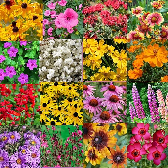 Alabama Bulk Perennial Wildflower Seed Mix 1lb Covers 2,000sq-ft - Attract Pollinators, Multi-Color Blooms - Southeast US Species Plant in Spring/Fall, Earth-Friendly Packaging (1 Pound)