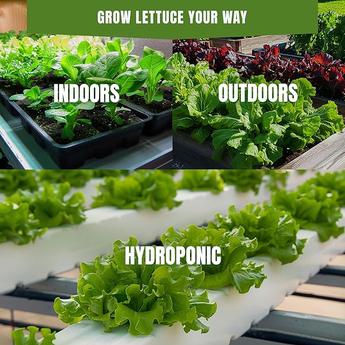 Lettuce & Salad Greens Seeds Variety Pack – Spinach, Kale, Arugula, Romaine & Iceberg Lettuce – 15 Varieties, 7300+ Non-GMO Heirloom Seeds, Indoor & Outdoor Growing