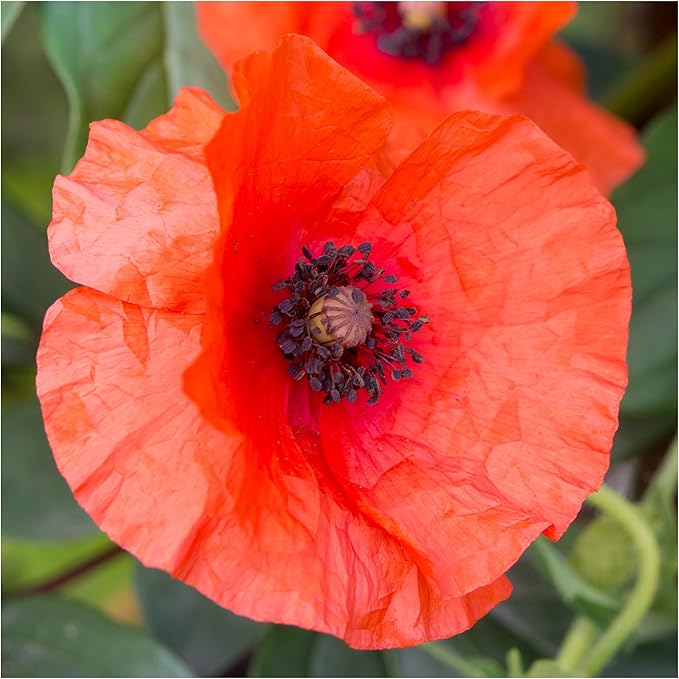 Seed Needs Corn Poppy Seeds for Planting Wildflower Seeds | Papaver Rhoeas Annual Flower Seed Red Blooms | Produces Red Prolific Blooms an American Summer Favorite | Bulk