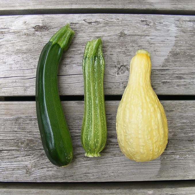 This is a Mix 50 Zucchini and Squash Mix Seeds 12 Varieties Non-GMO Delicious Grown in USA. Rare Super Profilic Cucurbita Pepo