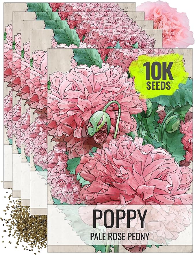 Seed Needs Pale Rose Peony Poppy Seeds for Planting - Heirloom & Open Pollinated Annual Flowers - Pink Ruffled Blooms to Attract Butterflies to The Garden (5 Packs)