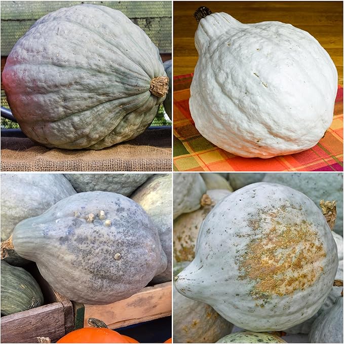 Seed Needs Blue Hubbard Winter Squash Seeds for Planting - Non-GMO, Heirloom & Untreated - Golden Yellow Sweet Flesh Perfect for Baking & Cooking (1 Pack)