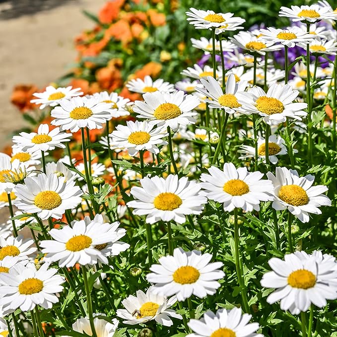 Outsidepride Creeping Daisy Chrysanthemum Seeds - 5,000 Pcs. Annual, Drought Tolerant Flower Seeds for Planting in Pollinator Gardens, Cut Flowers & Low Maintenance Landscaping