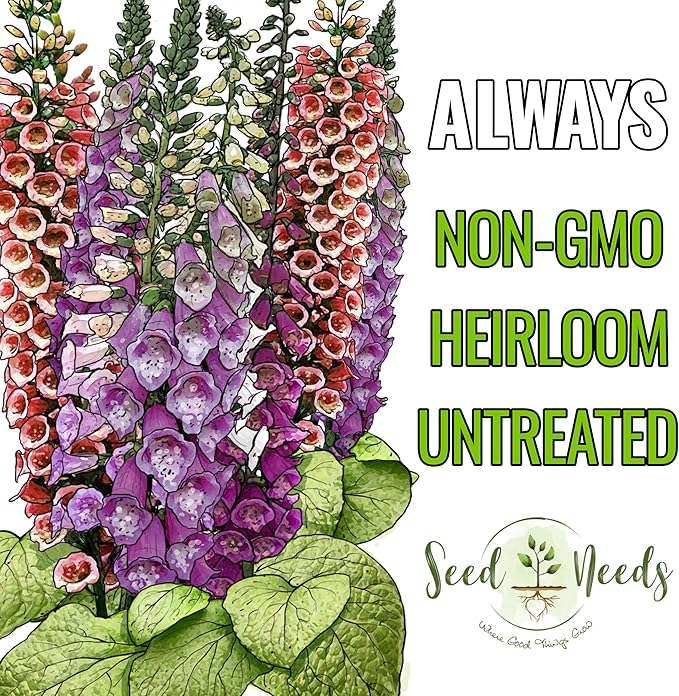 Seed Needs Foxglove Seeds for Planting Excelsior Mix Fox Glove - Heirloom & Open Pollinated Flowers to Plant an Outdoor Butterfly Garden with Colorful Wildflowers (1 Pack (5,000 Seeds))