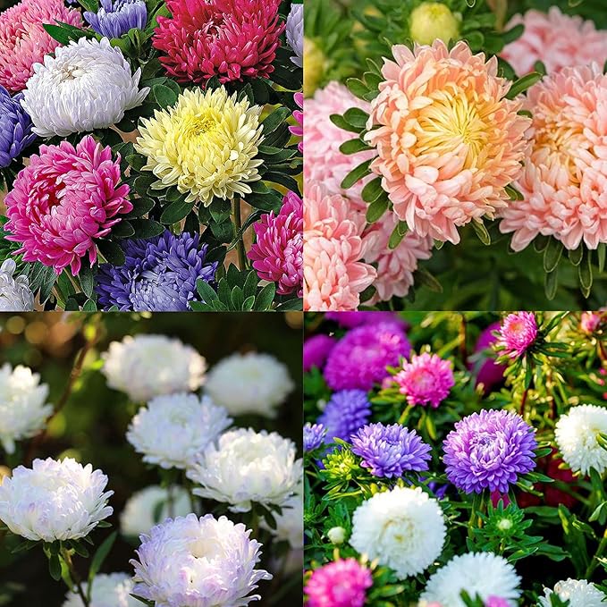 Chrysanthemum Flowers Seeds for Planting, 1000pcs Rare Perennial Tanacetum Chrysanthemum Morifolium Flower Seeds, Heirloom Non-GMO Home Garden Wildflower in Outdoors Indoors