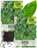 Seed Needs Sweet Genovese Basil Seeds for Planting - Non-GMO Heirloom & Untreated Culinary Herb Seed to Plant an Indoor or Outdoor Home Grown Kitchen Garden (2 Packs)