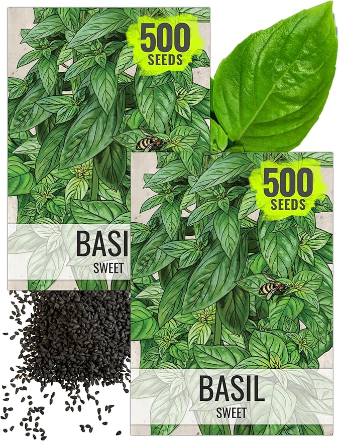 Seed Needs Sweet Genovese Basil Seeds for Planting - Non-GMO Heirloom & Untreated Culinary Herb Seed to Plant an Indoor or Outdoor Home Grown Kitchen Garden (2 Packs)