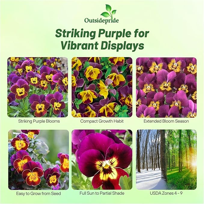 Outsidepride Miniola Heart Purple Violet Seeds for Planting - 100 Pcs Annual, Compact & Pollinator Friendly Viola Flower Seed w/Purple and Yellow Blooms, Ideal for Garden Borders & Container Displays