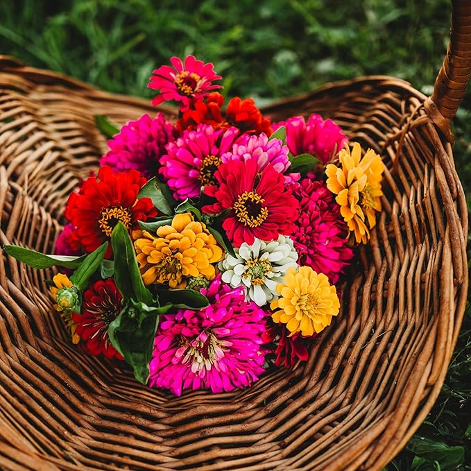 California Giants Zinnia Mix - 100 Seeds - Heirloom & Open-Pollinated Variety, Attracts Bees & Butterflies, Pollinator-Friendly Flower Seeds for Planting in The Home Garden, Thresh Seed Company