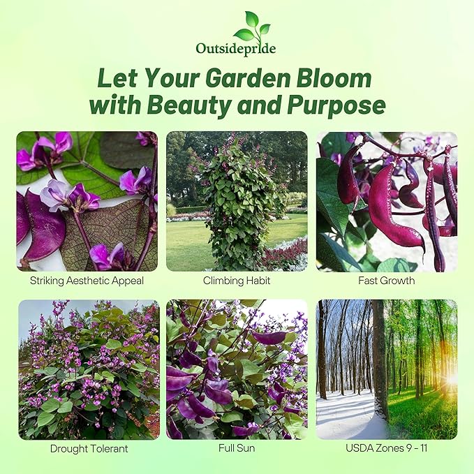 Outsidepride Red Lablab Hyacinth Bean Vine Seeds - 200 Pcs Perennial, Fast Growing Vegetable Seeds for Planting with Fragrant Foliage for Garden & Edible Flower and Pods for Culinary Uses