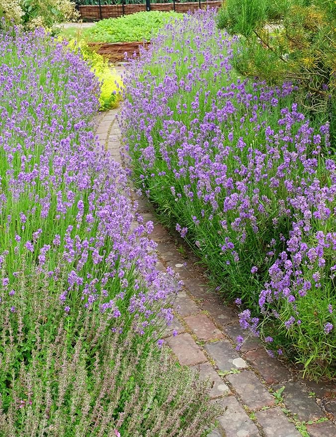 Seed Needs English Lavender Seeds for Planting Lavendula angustifolia Plants - Non-GMO Heirloom & Untreated USA sourced Herb Seeds to Plant Indoors or Outdoors (XL Pack)
