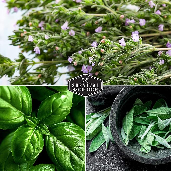 Survival Garden Seeds - Italian Herb Collection Seed Vault - Basil, Oregano, Thyme, Sage, Flat Leaf Parsley - Non-GMO Heirloom Varieties of Culinary & Medicinal Herbs for Any Garden or Homestead