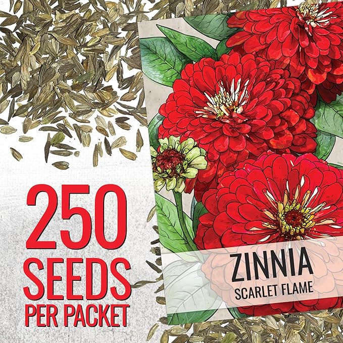 Seed Needs Zinnia Seeds for Planting Scarlet Flame Zinnias - Heirloom & Open Pollinated Annual Cut Flowers Perfect for Bouquets - Plant a Wildflower Butterfly Garden (5 Packs)