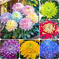 100+Rainbow Chrysanthemum Seeds for Planting Outdoors -Perennial Ornamental Flowering Planting Garden and Pots