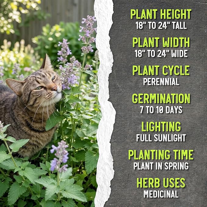 Seed Needs Catnip Seeds for Planting Nepeta cataria - Non-GMO Heirloom & Untreated Herb Seed to Plant & Grow an Outdoor Home Grown Garden (20 Packs)