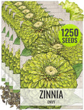 Seed Needs Lime Green Envy Zinnia Seeds for Planting - Heirloom & Open Pollinated Annual Cut Flowers - Grow a Butterfly Garden to Attract Pollinators (5 Packs)