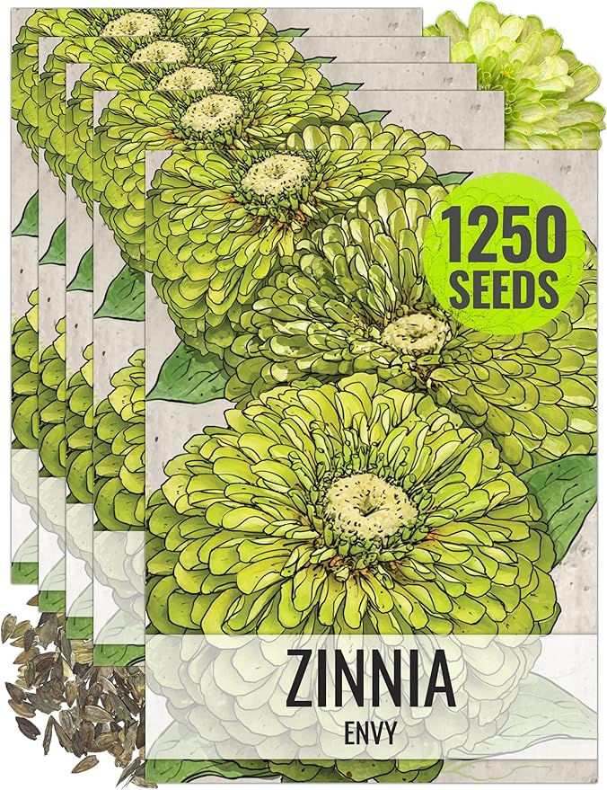 Seed Needs Lime Green Envy Zinnia Seeds for Planting - Heirloom & Open Pollinated Annual Cut Flowers - Grow a Butterfly Garden to Attract Pollinators (5 Packs)