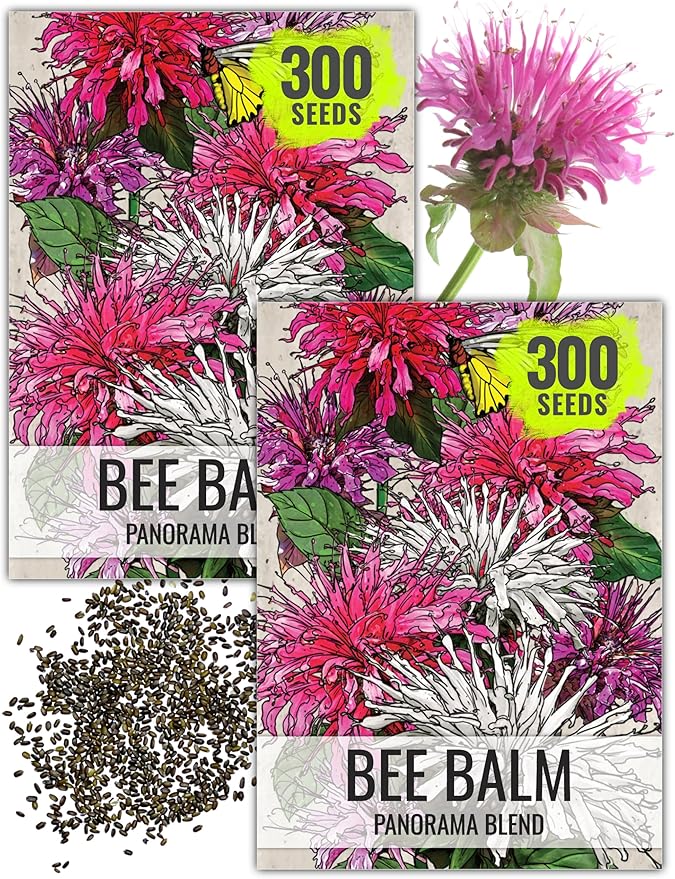 Seed Needs Panorama Mixed Bee Balm Seeds for Planting - Heirloom & Open Pollinated Perennial - Mixture of Colorful Flowers to Grow a Butterfly Garden (2 Packs)