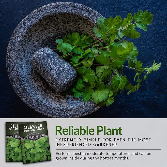 Cilantro Seeds for Planting | Heirloom Non-GMO Coriander Herb | Indoor & Outdoor Garden Growing | Fast Growing, Reliable Harvest – Survival Garden Seeds (5 Packs)