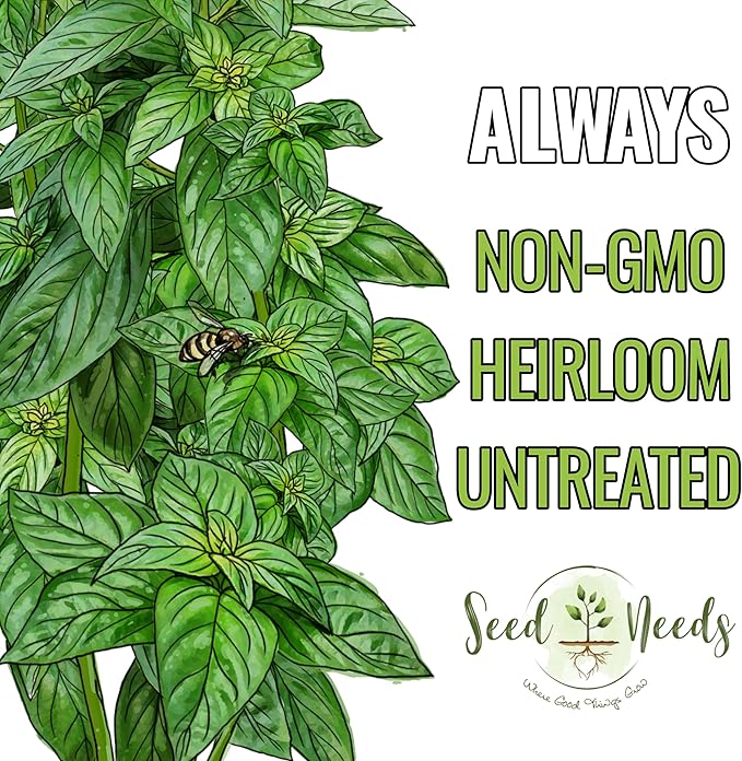 Seed Needs Sweet Genovese Basil Seeds for Planting - Non-GMO Heirloom & Untreated Culinary Herb Seed to Plant an Indoor or Outdoor Home Grown Kitchen Garden (1 Pack)