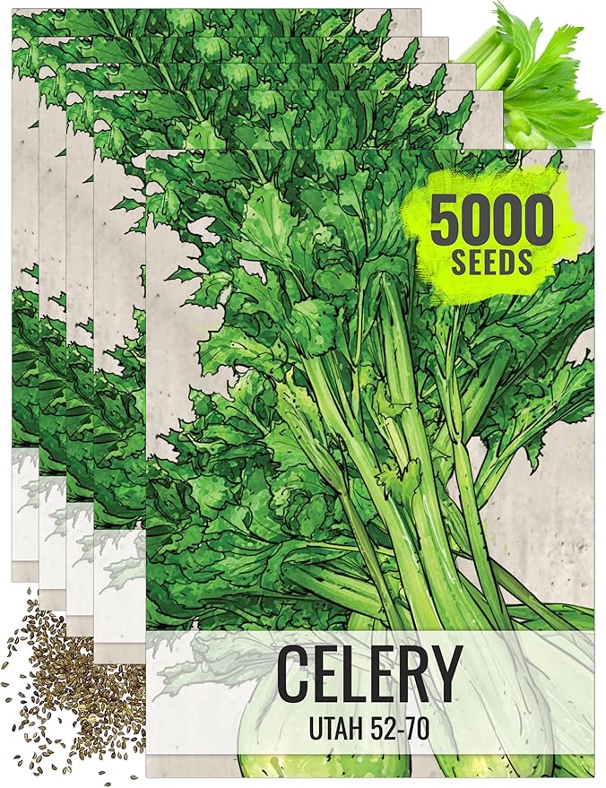Seed Needs Celery Seeds for Planting Utah 52-70 Celery - Non-GMO, Heirloom & Untreated - Grow a Home Grown Outdoor Vegetable Garden for Fresh Produce (5 Packs)