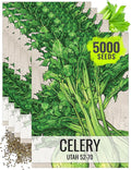 Seed Needs Celery Seeds for Planting Utah 52-70 Celery - Non-GMO, Heirloom & Untreated - Grow a Home Grown Outdoor Vegetable Garden for Fresh Produce (5 Packs)