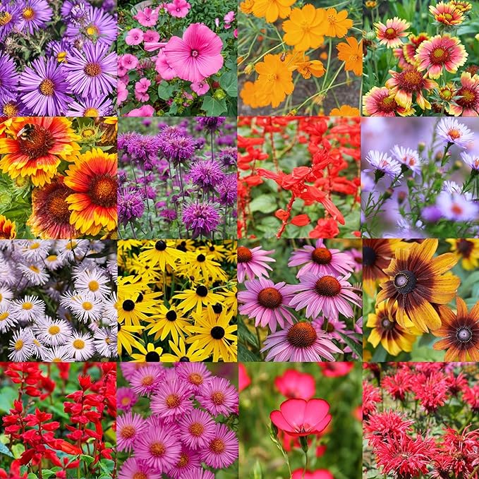 Northeast Regional Bulk Perennial Wildflower Seed Mix 1lb Covers 2,000sq-ft - Attract Pollinators, Multi-Color Blooms - Northeast US Species Plant in Spring/Fall - Earth-Friendly Packaging (1 Pound)