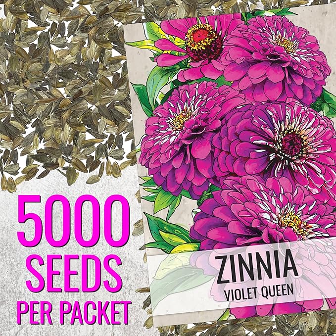 Seed Needs Zinnia Seeds Violet Queen Variety Fast Blooming | 5,000+ Heirloom & Open Pollinated Seeds | Annual Cut Flowers Large Blooming | Bulk