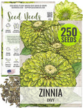 Seed Needs Lime Green Envy Zinnia Seeds for Planting - Heirloom & Open Pollinated Annual Cut Flowers - Grow a Butterfly Garden to Attract Pollinators (1 Pack)