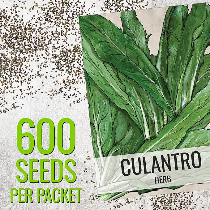 Seed Needs Culantro Seeds for Planting Mexican Coriander - Non-GMO Heirloom & Untreated Culinary/Medicinal Herbs to Grow an Indoor/Outdoor Herb Garden (5 Packs)