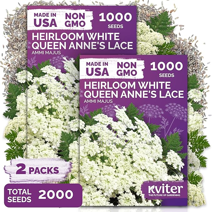KVITER 2000 White Queen Anne's Lace Seeds (Ammi Majus), 2 Pack – Bishop Flower, Heirloom, Non GMO & Organic Wildflower, False Queen Annes Lace, Pollinator-Friendly Flower Seeds to Plant Outside Garden