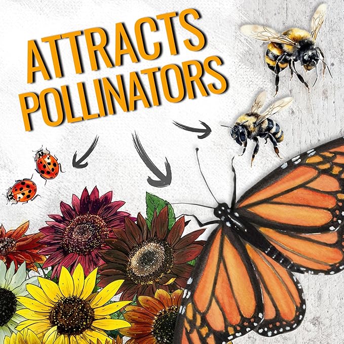 Seed Needs Sunflower Seeds for Planting The Original Crazy Blend | 2 Ounce 15+ Heirloom Varieties Open Pollinated & Untreated | Resealable Bulk Package Multicolored Blooms Flower Seeds